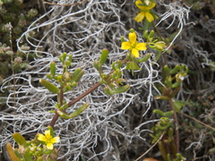 Roepera billardierei