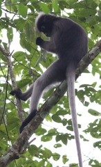 Trachypithecus obscurus
