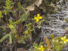 Roepera billardierei