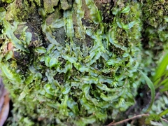 Pallavicinia lyellii