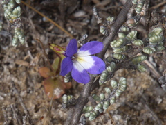 Lobelia gibbosa