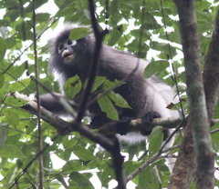 Trachypithecus obscurus