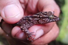 Cyrtodactylus marmoratus