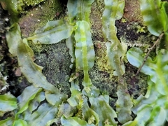 Pallavicinia lyellii