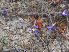 Lobelia gibbosa