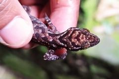 Cyrtodactylus marmoratus
