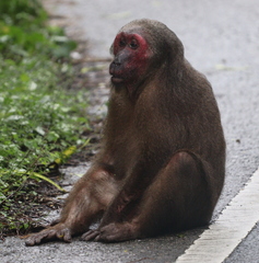 Macaca arctoides