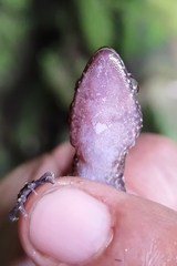 Cyrtodactylus marmoratus