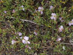 Frankenia pauciflora