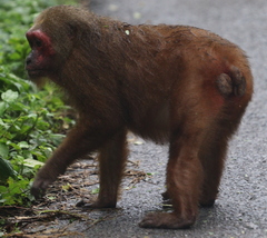 Macaca arctoides
