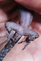 Cyrtodactylus marmoratus