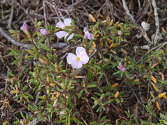 Frankenia pauciflora