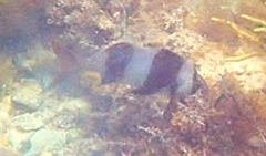 Pseudogoniistius nigripes