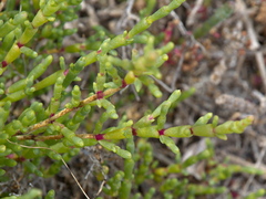 Tecticornia arbuscula