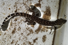 Cyrtodactylus marmoratus