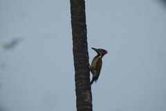 Dinopium benghalense