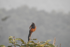 Dendrocitta vagabunda