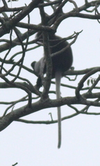 Trachypithecus obscurus