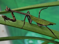 Pseudovates chlorophaea