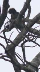 Trachypithecus obscurus