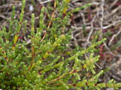 Tecticornia arbuscula