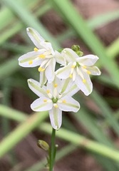 Caesia parviflora minor
