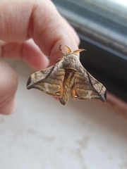 Oraesia emarginata