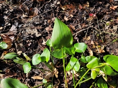 Pontederia cordata