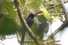 Dicrurus aeneus
