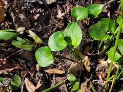 Pontederia cordata