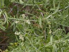 Nitraria billardierei