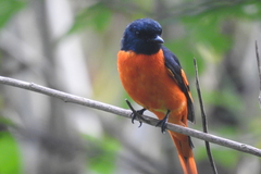 Pericrocotus flammeus