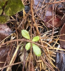 Mecardonia acuminata