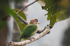 Psilopogon viridis