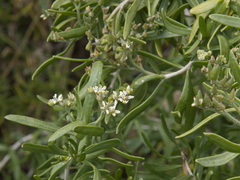 Nitraria billardierei