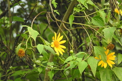 Tithonia diversifolia