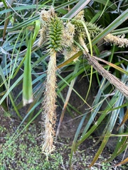 Carex wahuensis
