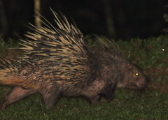 Hystrix brachyura