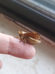 Oraesia emarginata