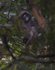 Trachypithecus obscurus