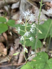 Tiarella