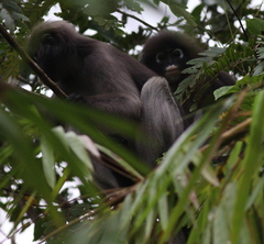 Trachypithecus obscurus