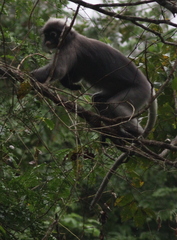 Trachypithecus obscurus