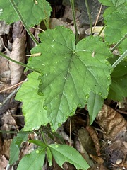 Tiarella