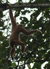 Hylobates lar