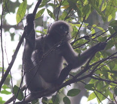 Trachypithecus obscurus