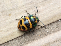 Chrysocoris fascialis