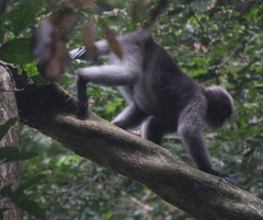 Trachypithecus obscurus