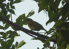Iole indica