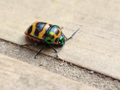 Chrysocoris fascialis